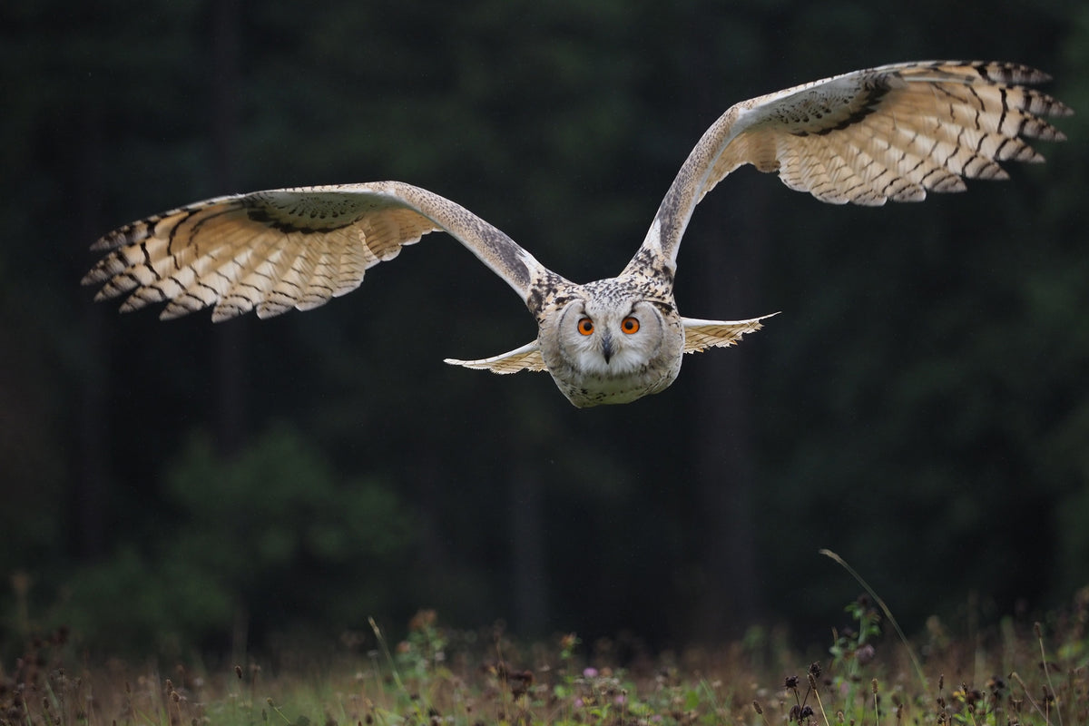 3-piece-acrylic-print-the-owl
