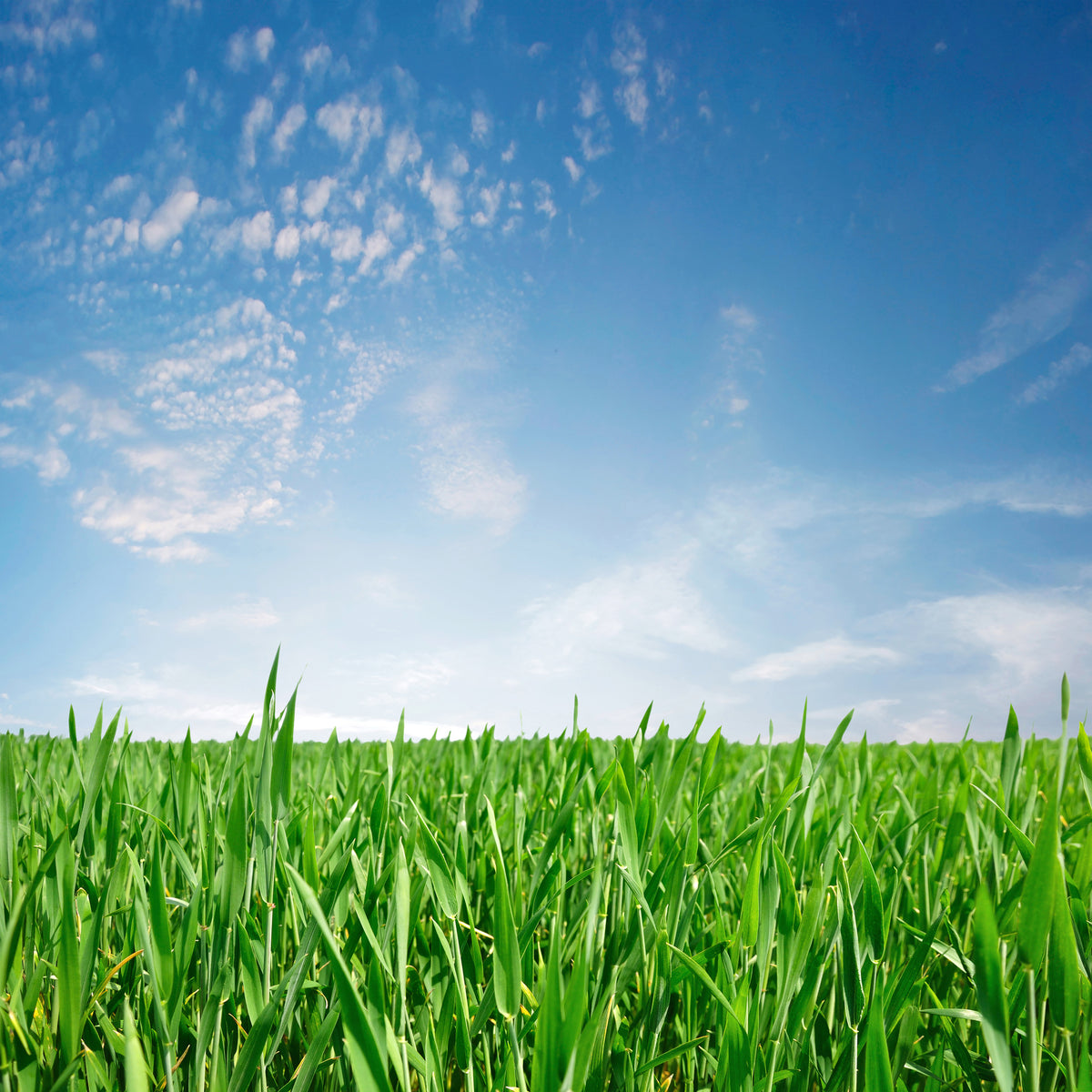 acrylic-print-the-grass