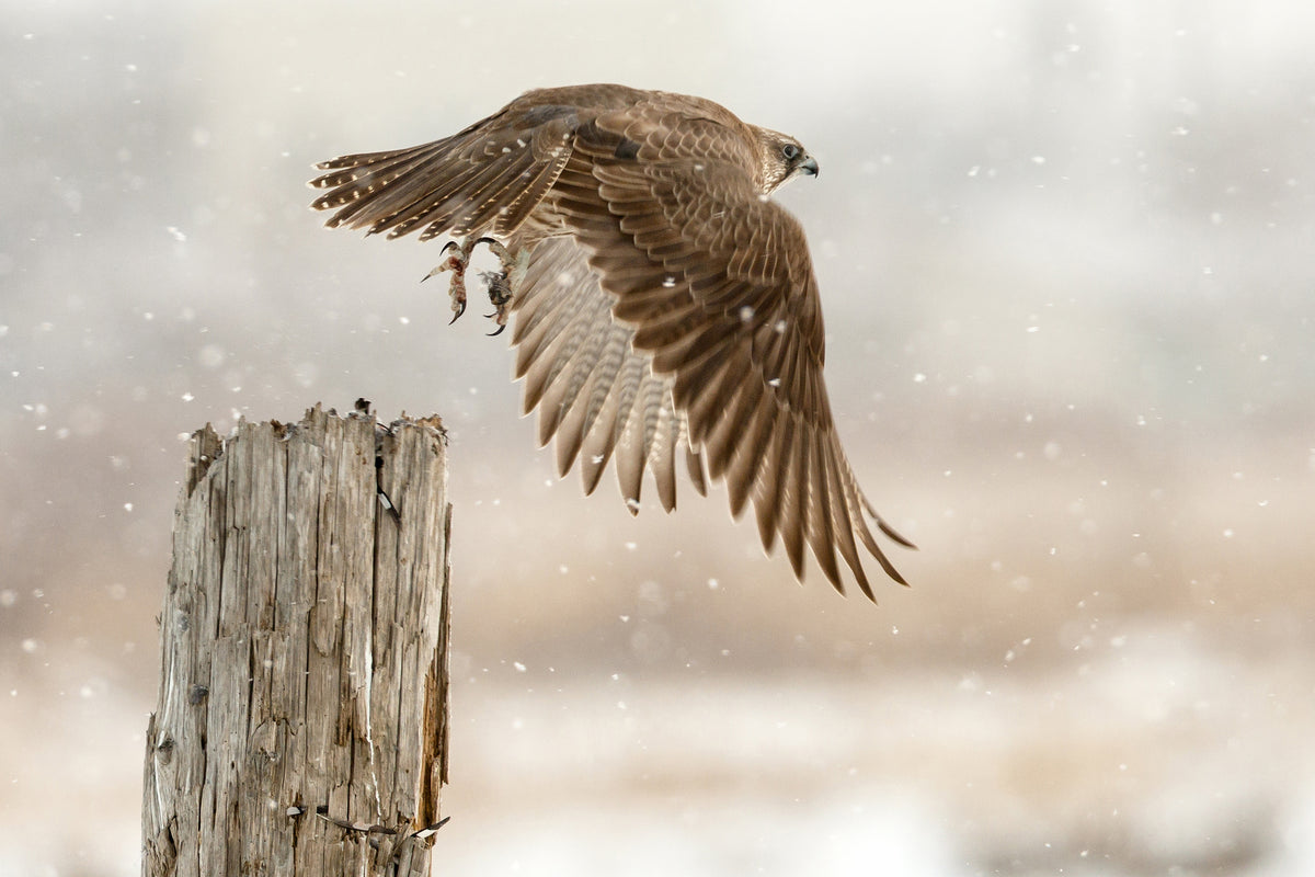 framedcanvas-print-flight-against-the-snowstorm