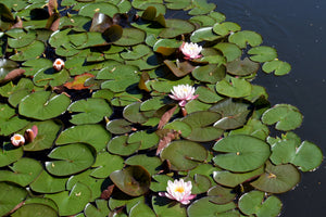 poster-print-white-water-lilies-in-the-pond