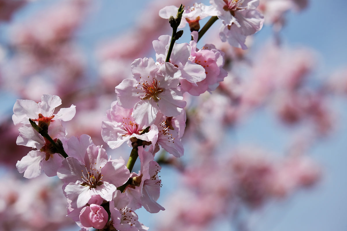 3-piece-aluminium-print-japanese-cherry-tree-close-up