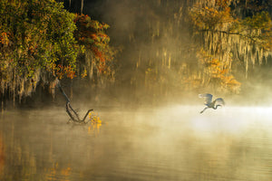 framedcanvas-print-egret