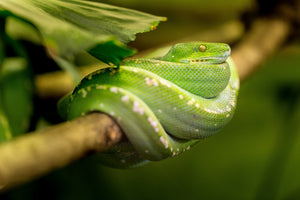 3-piece-aluminium-print-green-snake