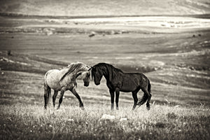 poster-print-close-encounter-x