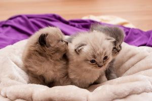 framedposter-print-kitten-trio-to-fall-in-love