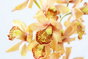 acrylic-print-yellow-orchid