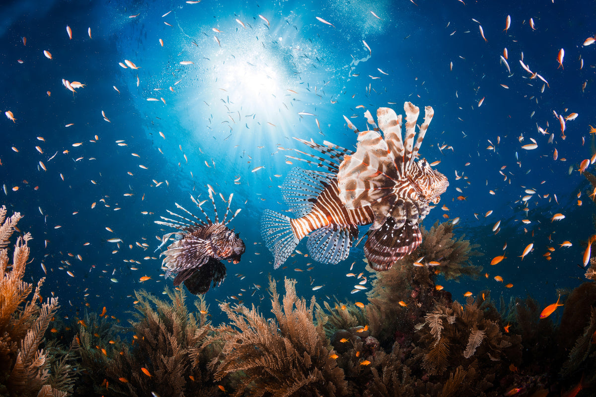 poster-print-lionfish-ii