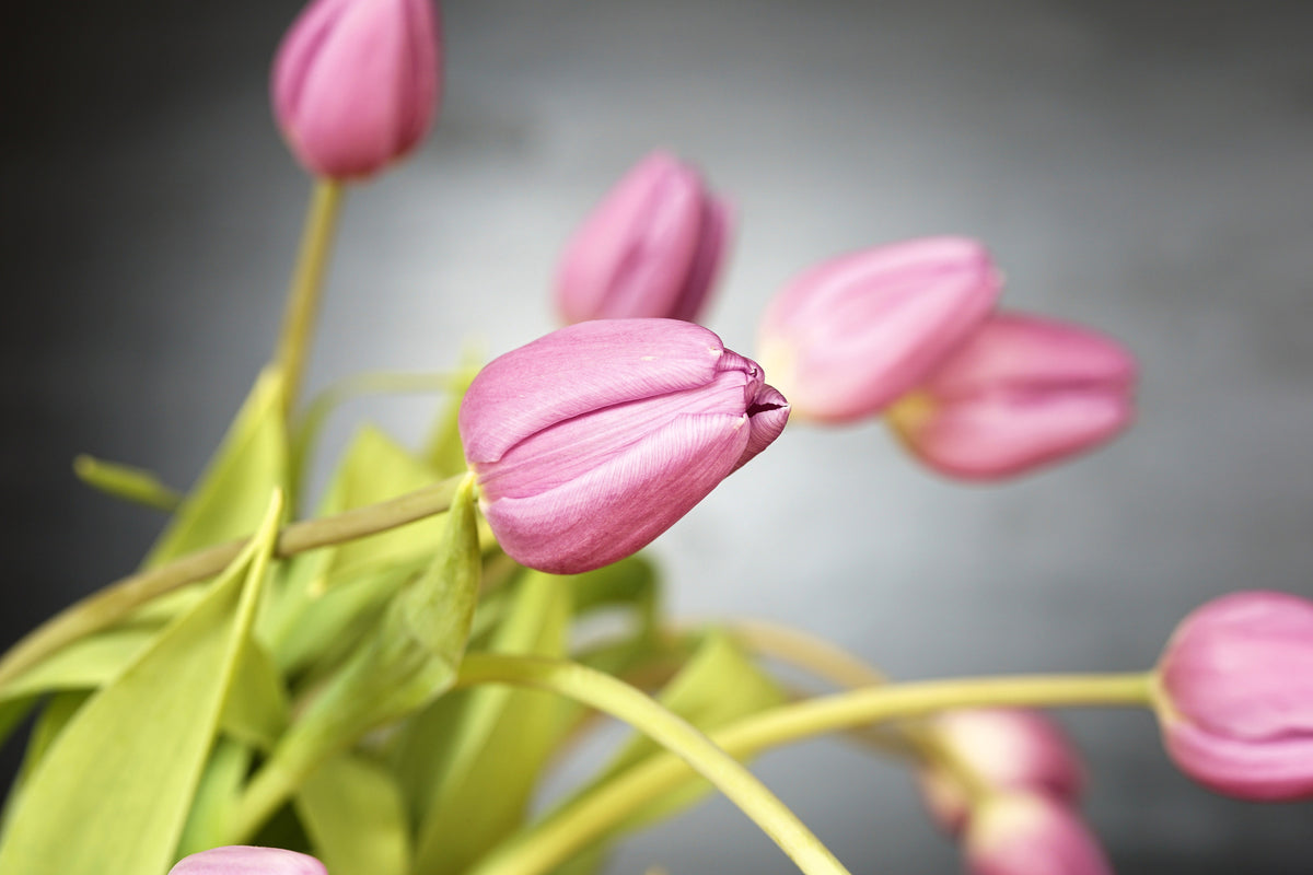 canvas-print-the-tulip-bouquet-in-pink