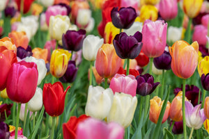 canvas-print-the-colors-of-the-tulips
