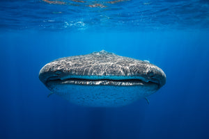 3-piece-acrylic-print-face-to-face-with-a-whale-shark