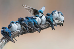 modern-3-piece-aluminium-print-i-will-make-myself-some-room