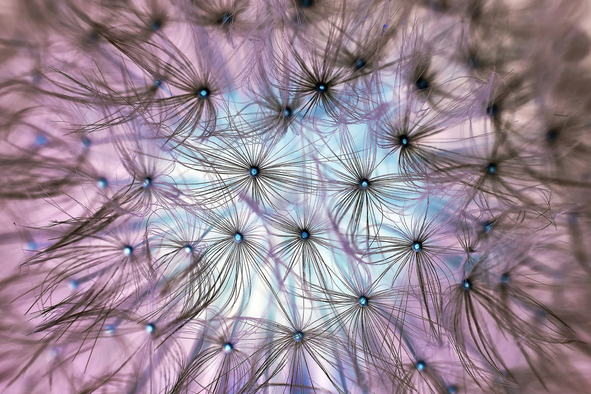modern-3-piece-canvas-print-dandelion-in-the-light-play