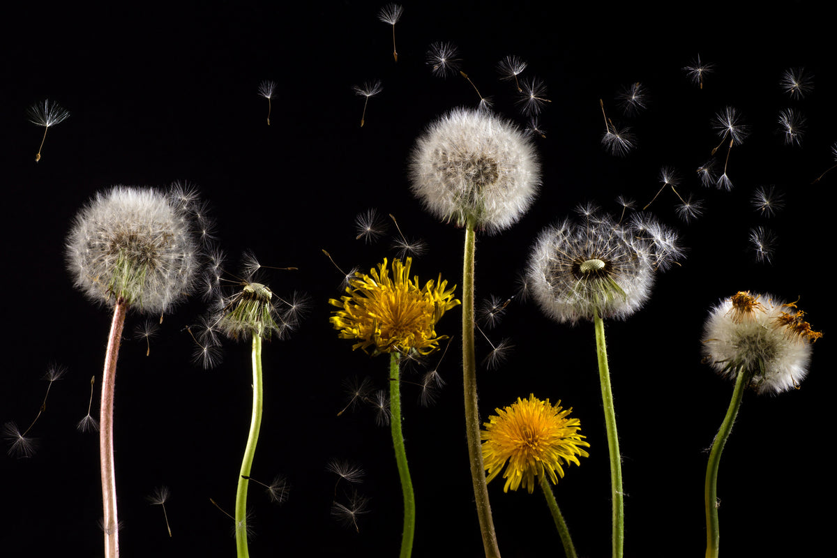 canvas-print-the-phases-of-dandelion