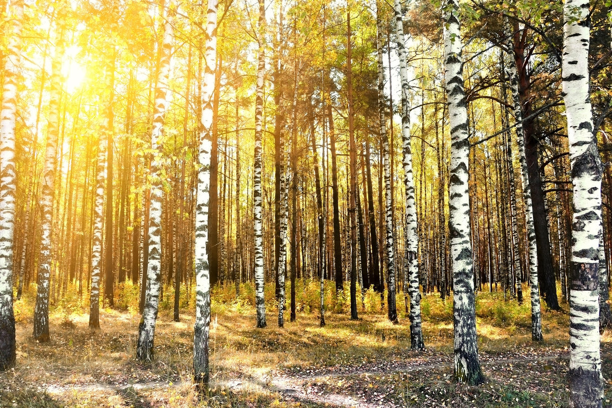 framedcanvas-print-birch-forest