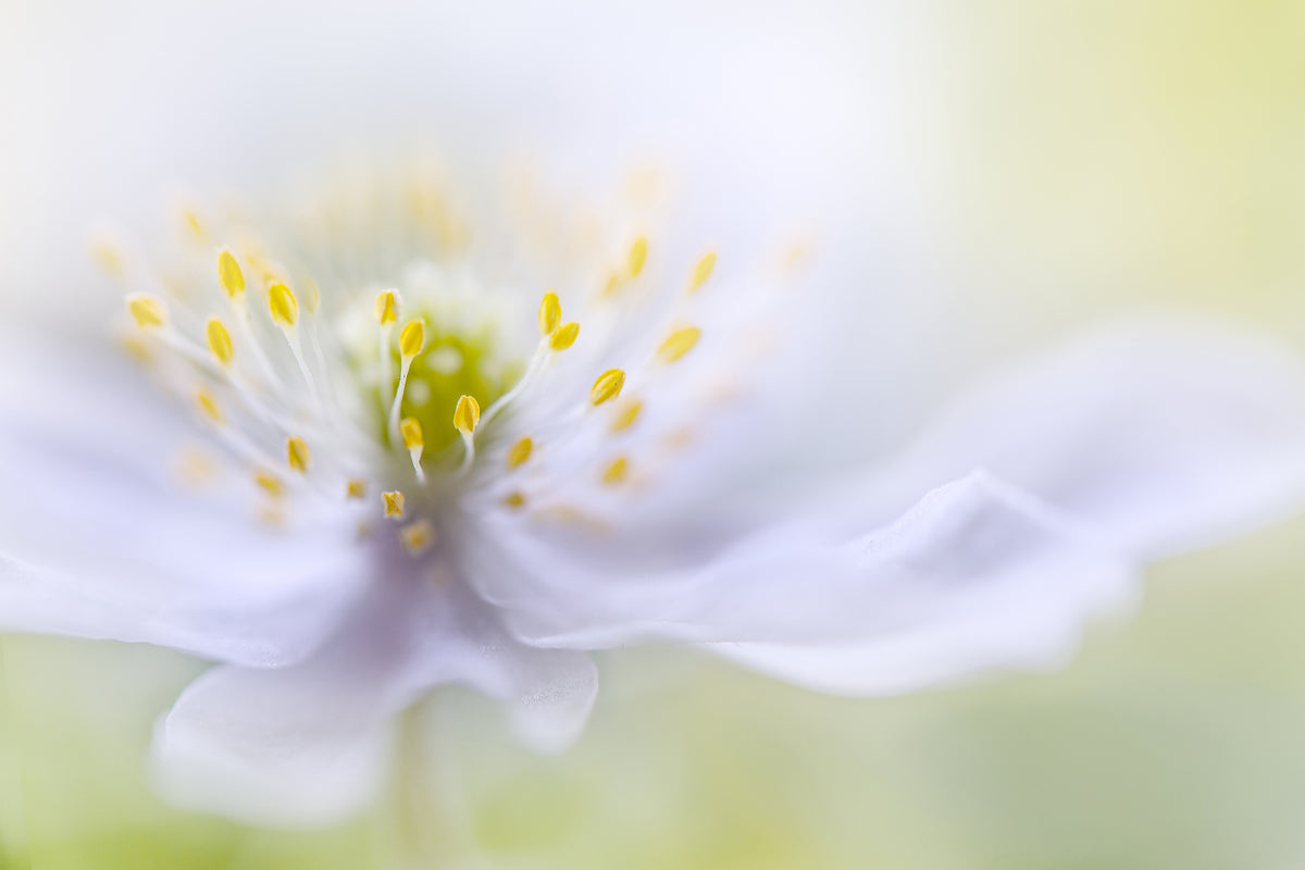 modern-3-piece-canvas-print-anemone-beauty