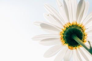 3-piece-aluminium-print-a-daisy