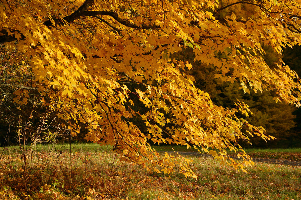 framedposter-print-the-magnificent-autumn-tree