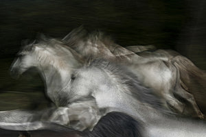 canvas-print-into-the-dark