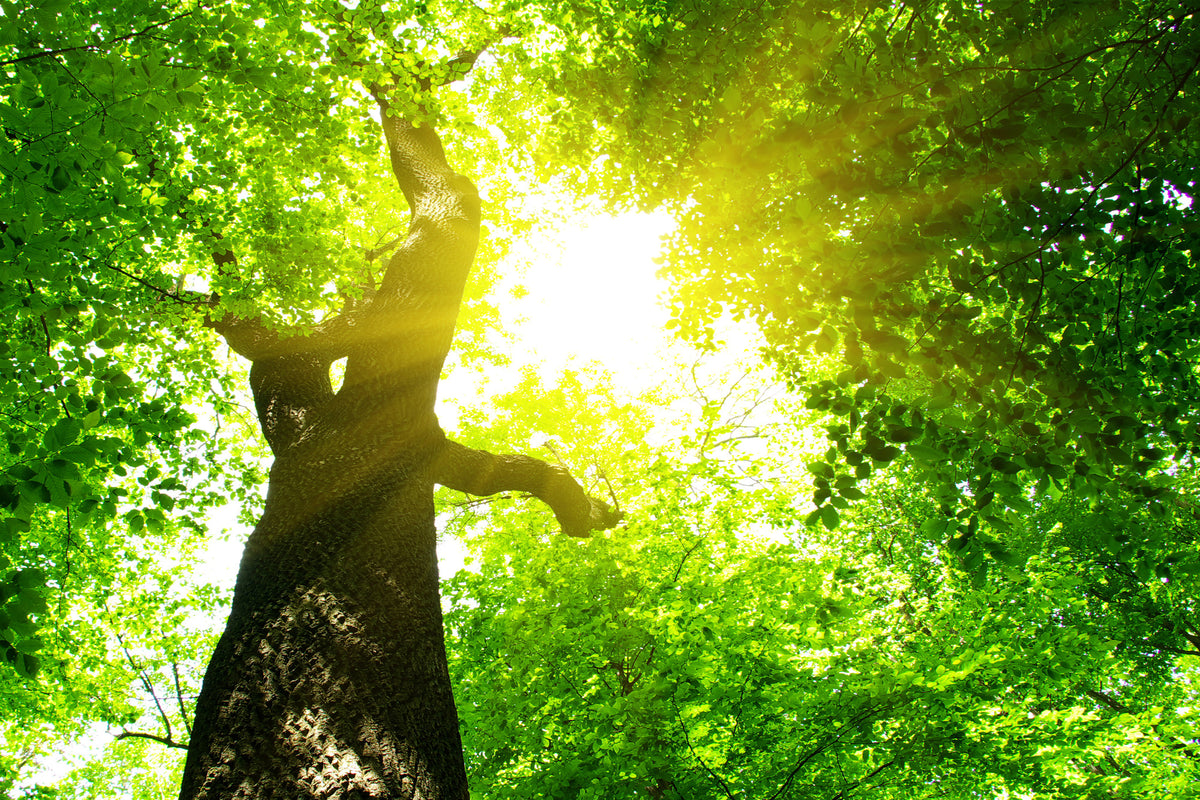 canvas-print-tree