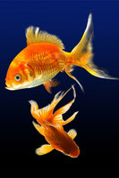 framedposter-print-charming-fish