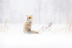 aluminium-print-waiting-xys
