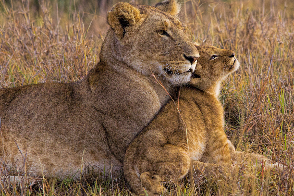 framedcanvas-print-baby-lion-with-mother-x