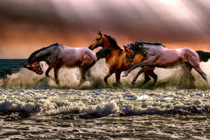 aluminium-print-freedom-for-horses