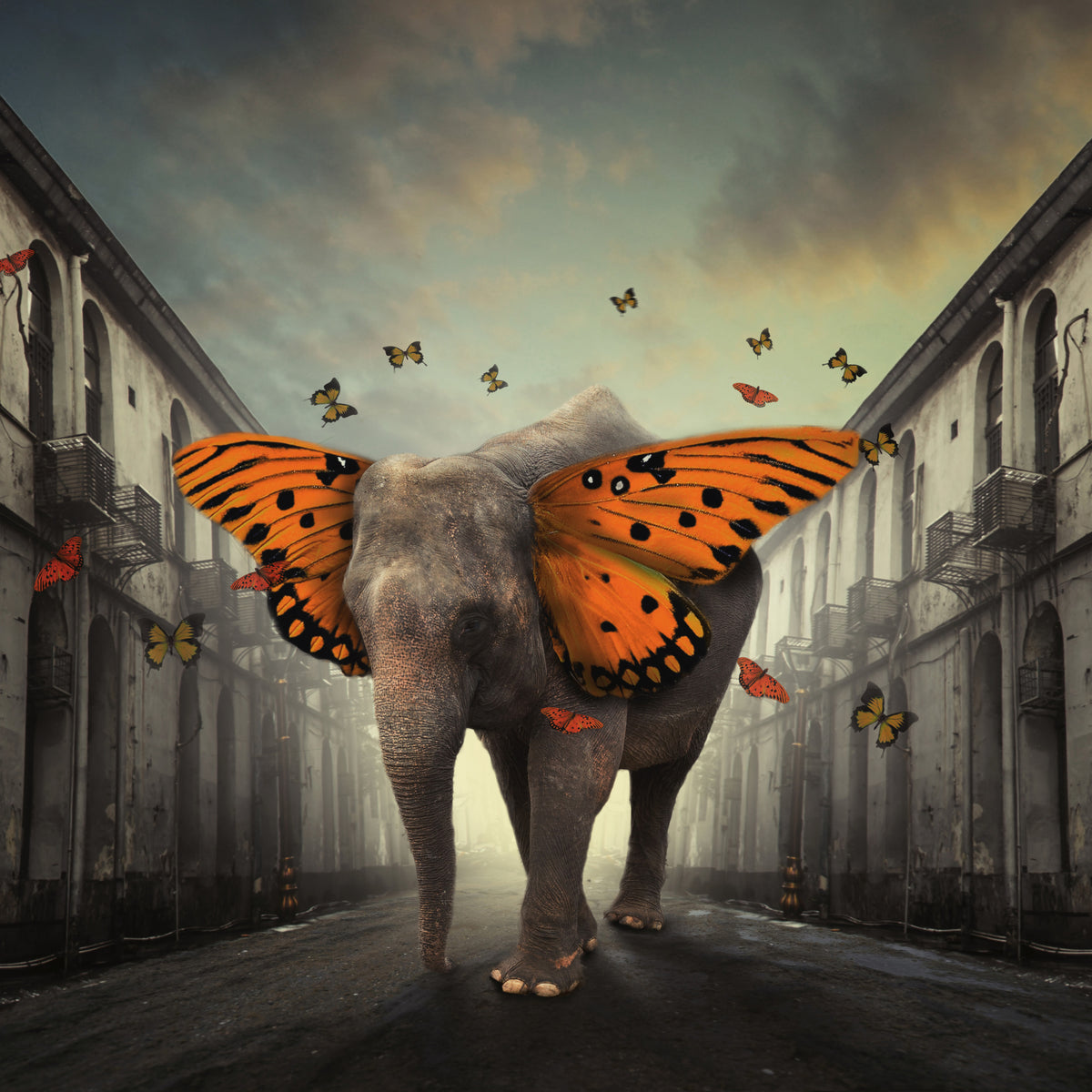 4-piece-canvas-print-butterphant