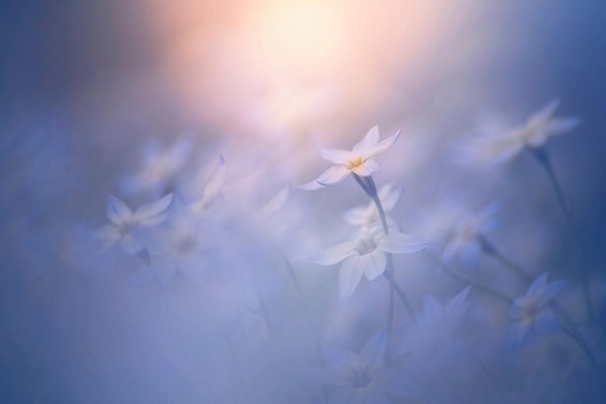 canvas-print-in-the-pale-light-x