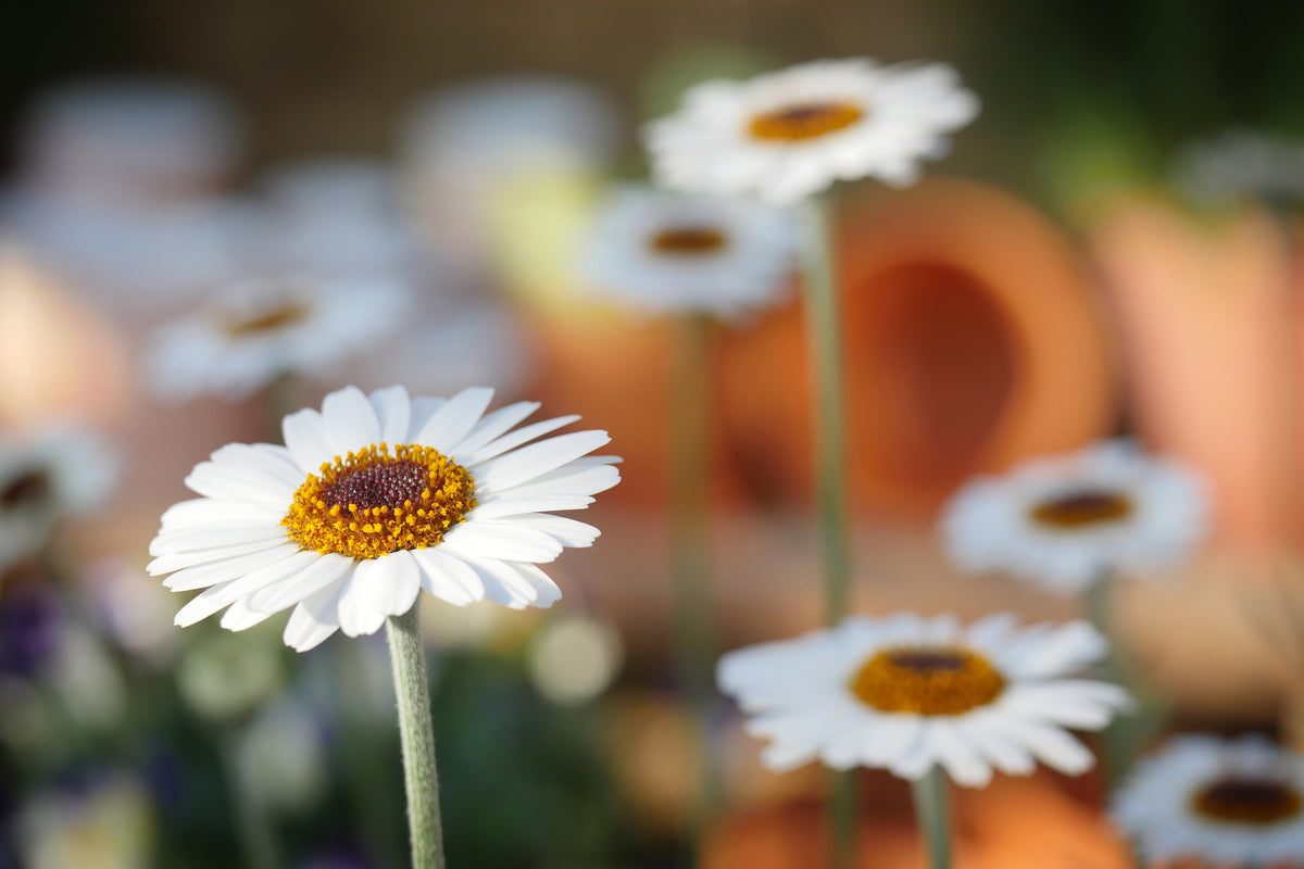 framedposter-print-daisies-xl