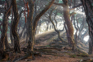 canvas-print-sacred-pine-forest-x