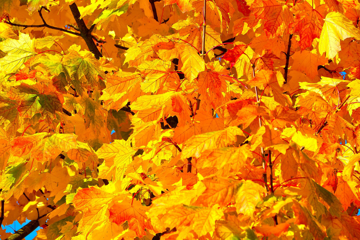 modern-3-piece-aluminium-print-autumn-leaves-ii