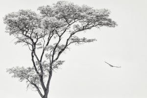 aluminium-print-the-african-eagle