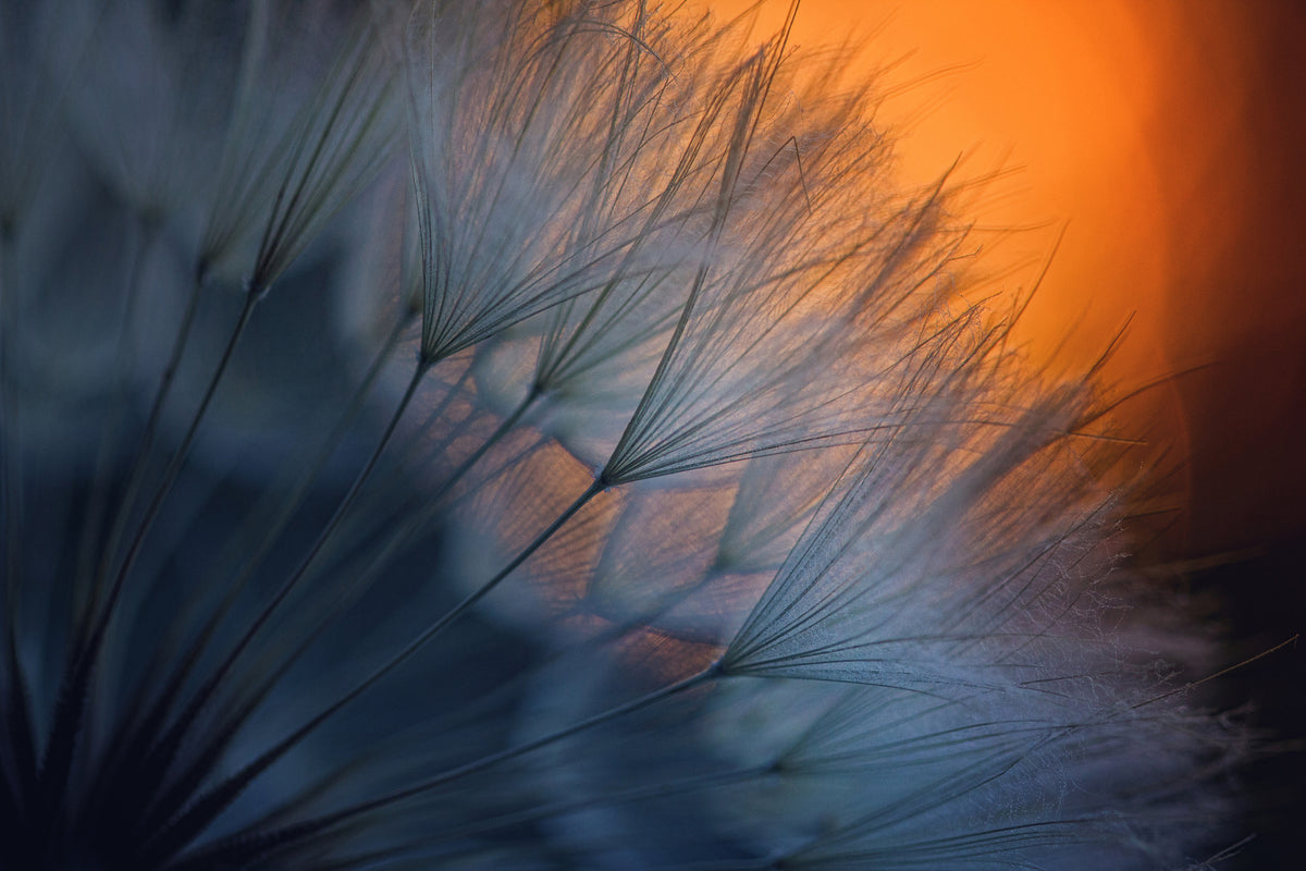 framedcanvas-print-feathers-p
