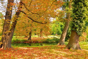 aluminium-print-in-the-middle-of-autumn-trees