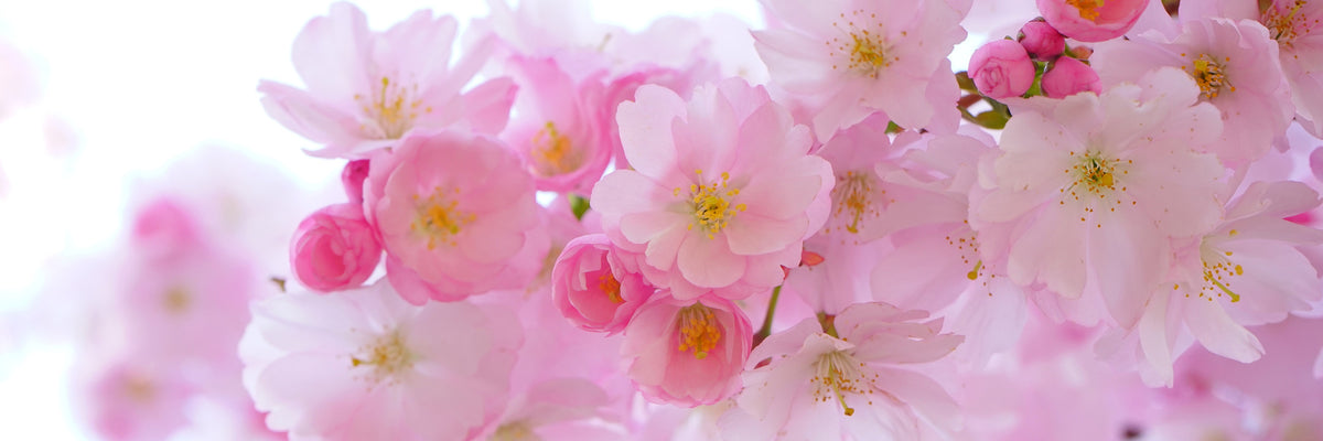 panoramic-acrylic-print-japanese-cherry-blossom-xl-panorama