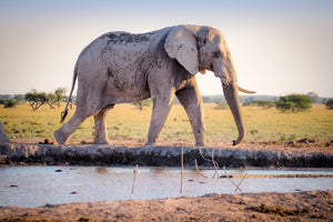 framedposter-print-elephant-in-the-nature
