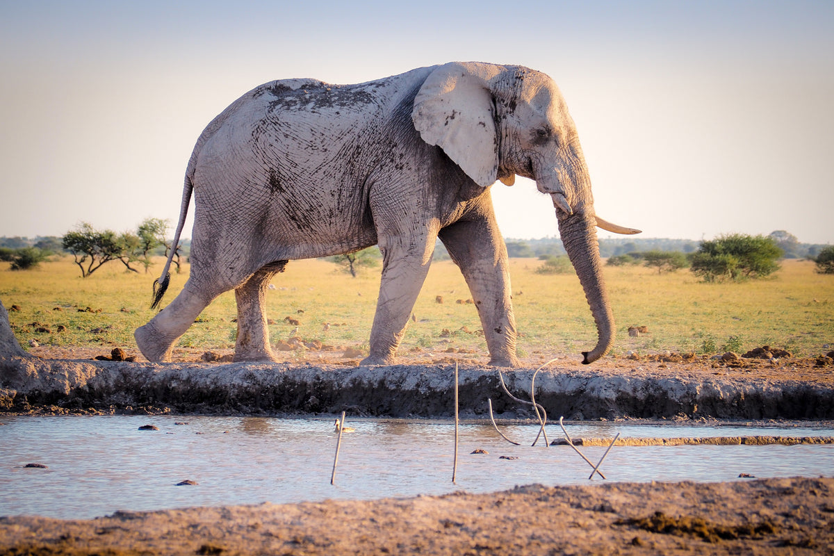 framedposter-print-elephant-in-the-nature