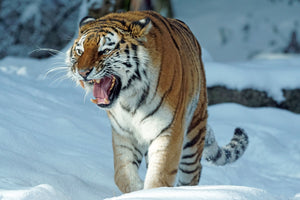 3-piece-acrylic-print-tiger-in-the-snow