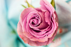 acrylic-print-roseblossom-in-pink