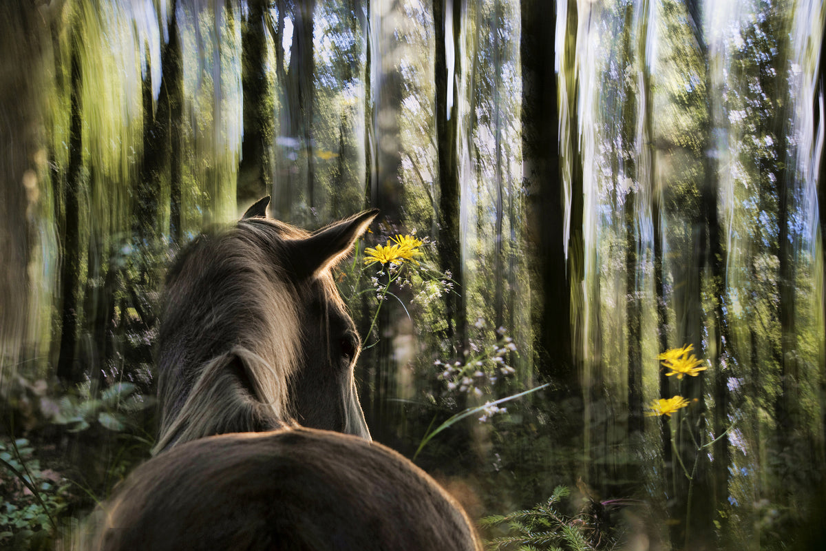 acrylic-print-sound-are-forest