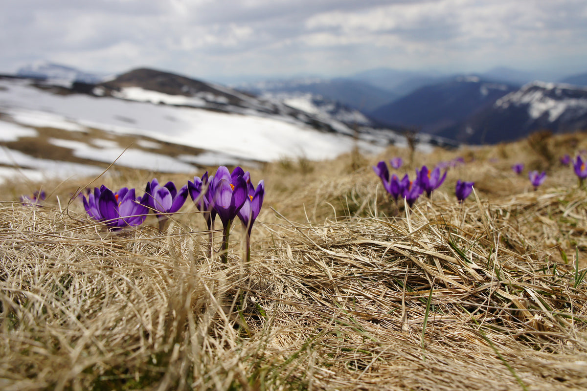 3-piece-aluminium-print-purple-crocus