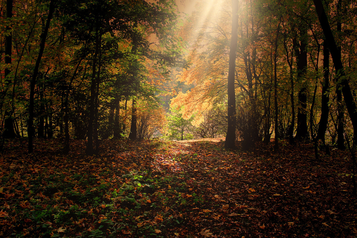 framedcanvas-print-the-deciduous-forest