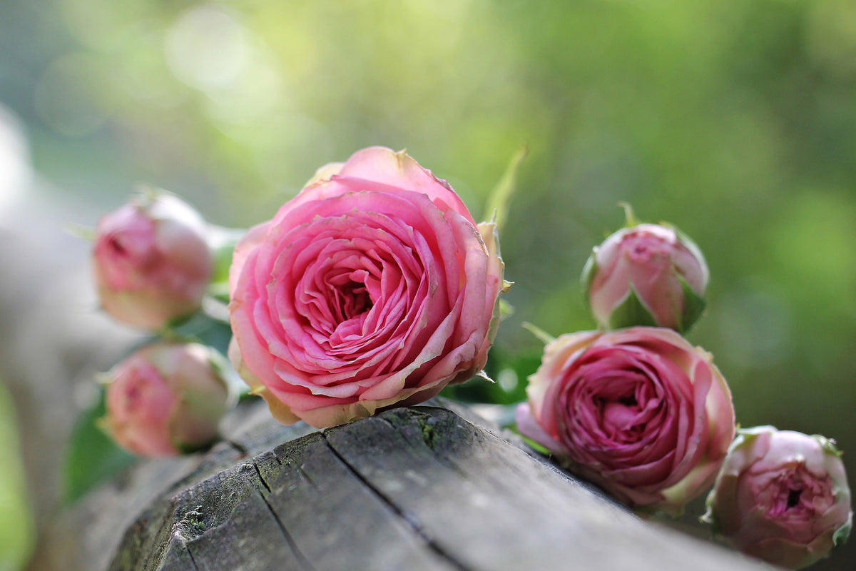 canvas-print-bush-roses