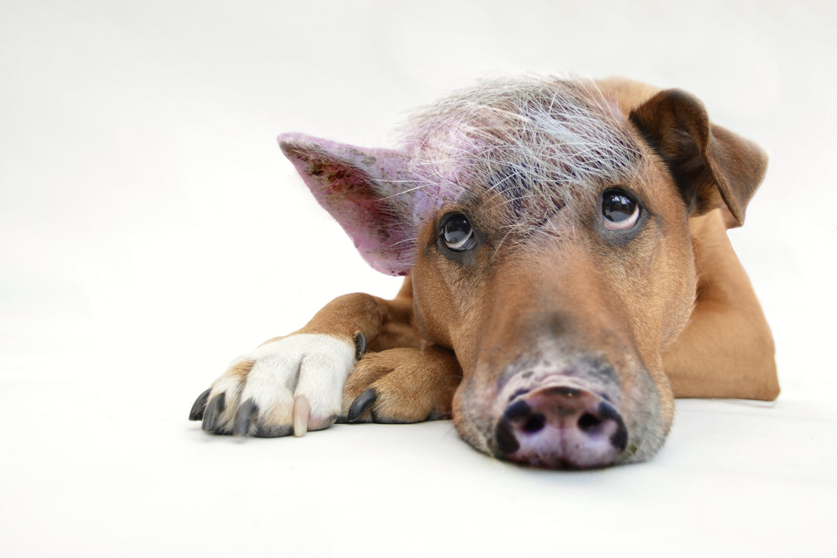 acrylic-print-the-funny-pig-dog