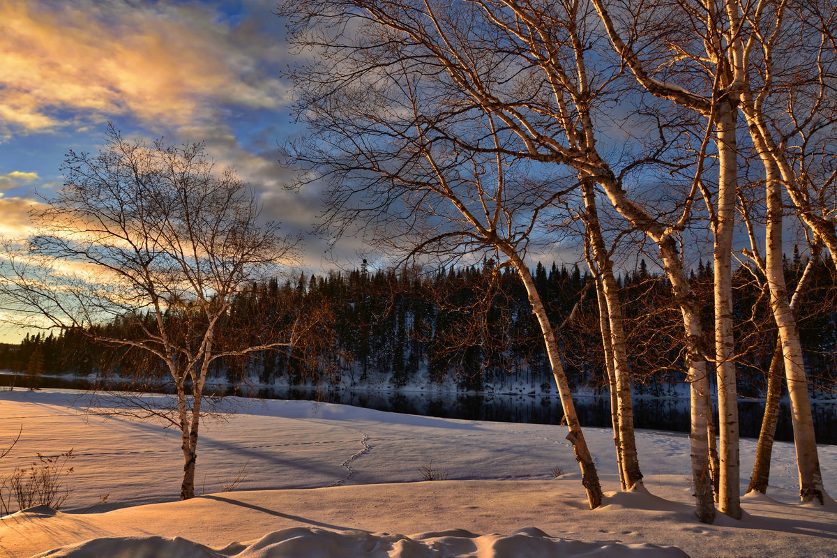 modern-3-piece-canvas-print-birches-in-the-winter