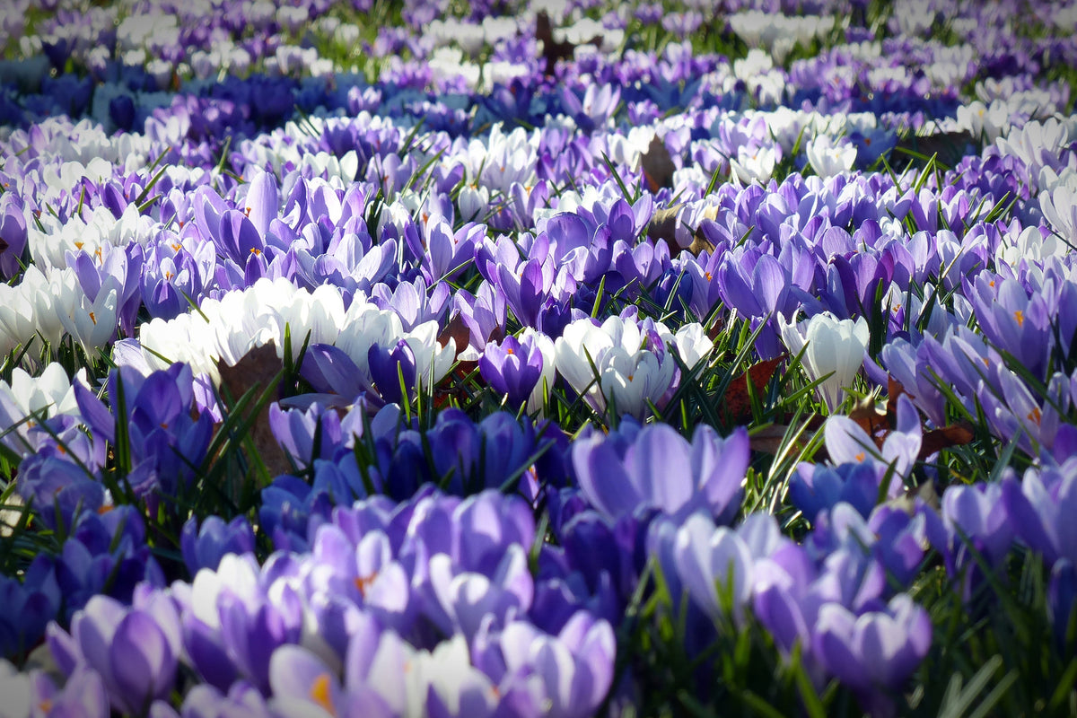 canvas-print-a-field-full-of-crocuses