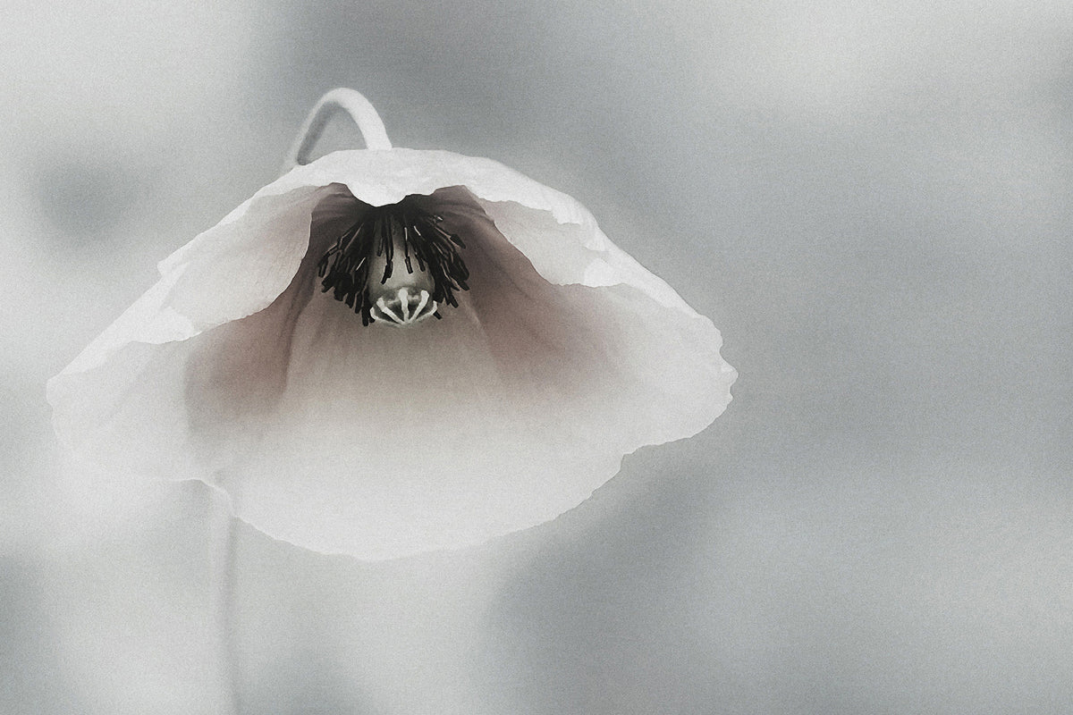 canvas-print-ephemeral-beauty-ii