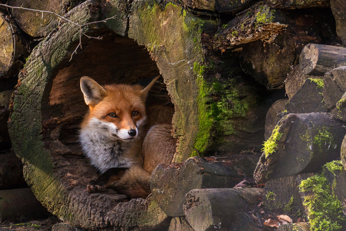 framedcanvas-print-fox-xqe
