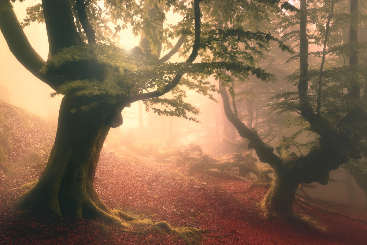 framedposter-print-fangorn-forest-x